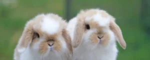 Conejo mini lop pareja