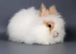 angora