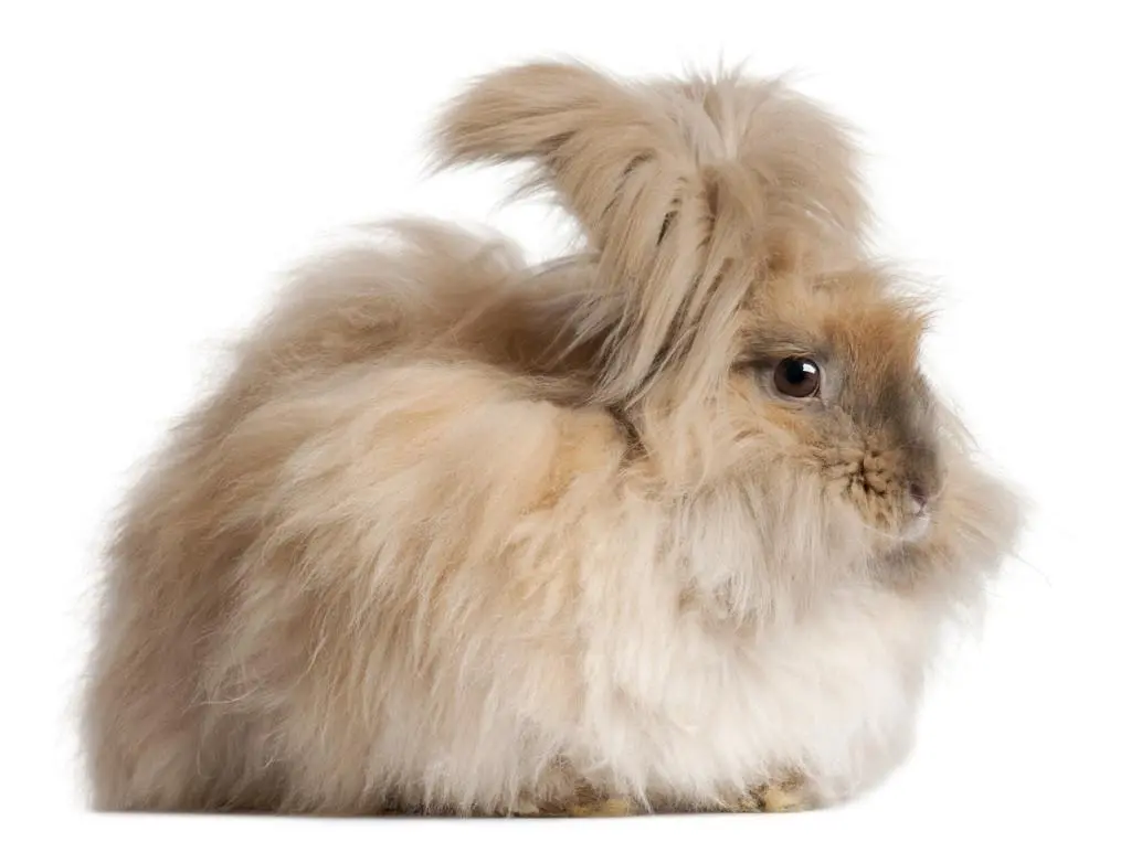 conejo de angora claro