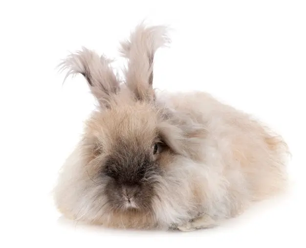 conejo de angora durmiendo