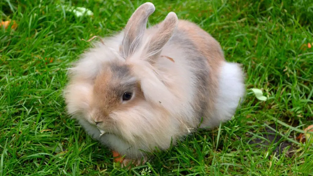 conejo de angora