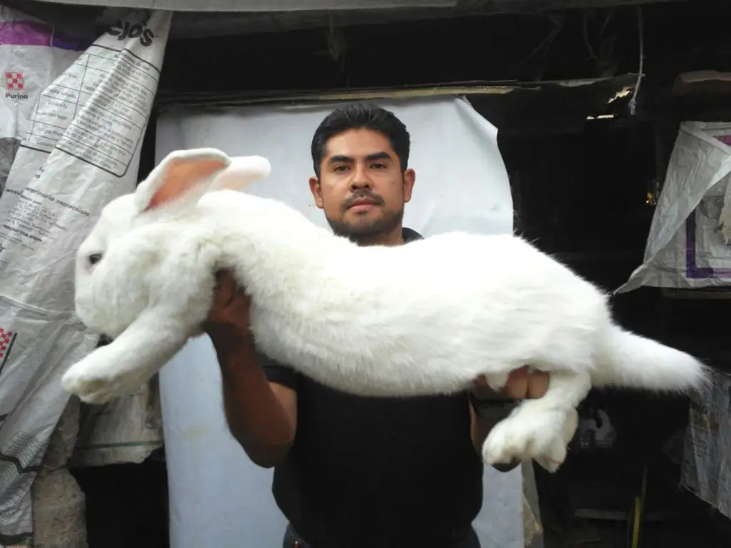 gigante de flandes blanco