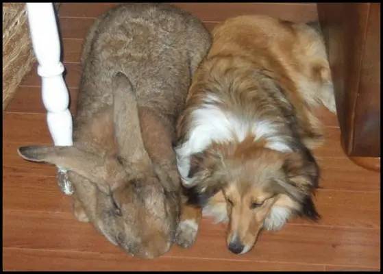 gigante de flandes y collie