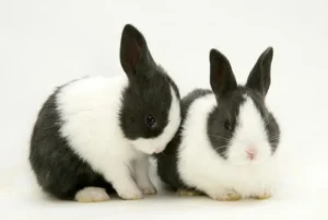 pareja de conejo holandés