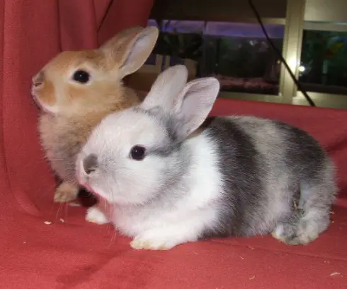 pareja de conejos arlequines