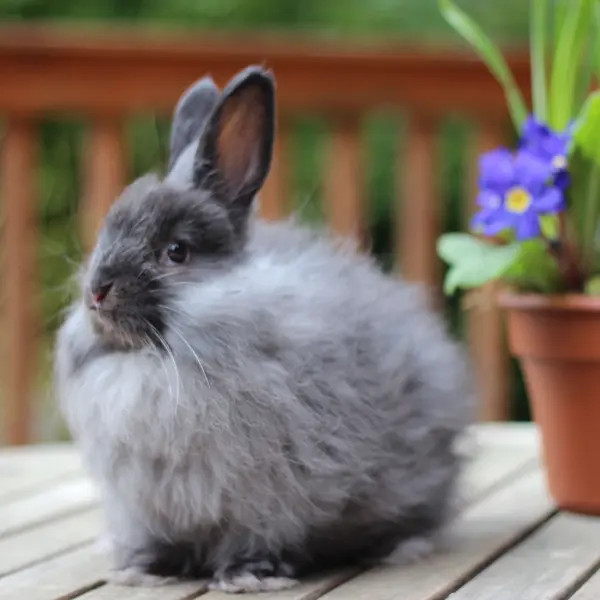 un angora inglés gris