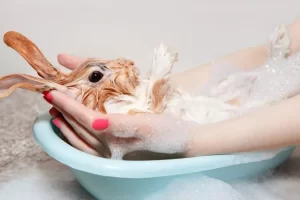 Los conejos pueden bañarse