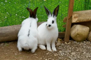 Cómo saber si un conejo es macho o hembra