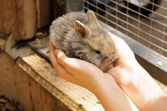 nombres bonitos para conejos