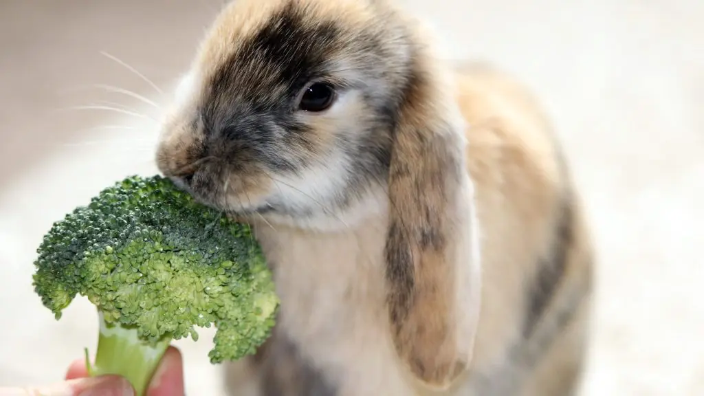 Los conejos pueden comer brócoli