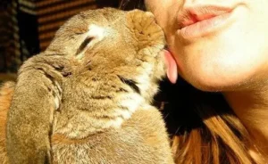 Mi conejo me lame