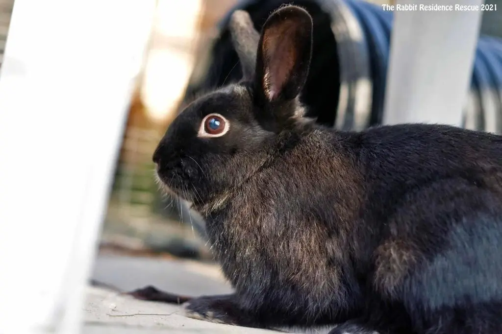 conejo alaska negro