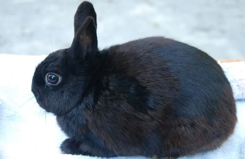 conejo polaco negro