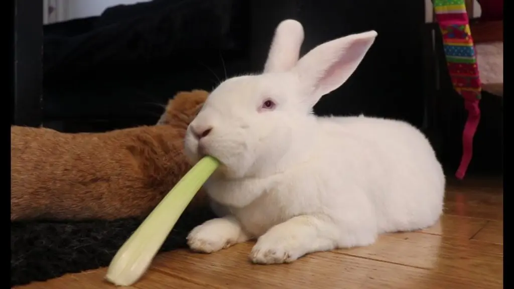 conejos pueden comer apio