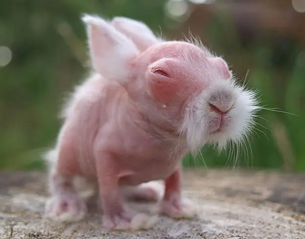 conejos sin pelo