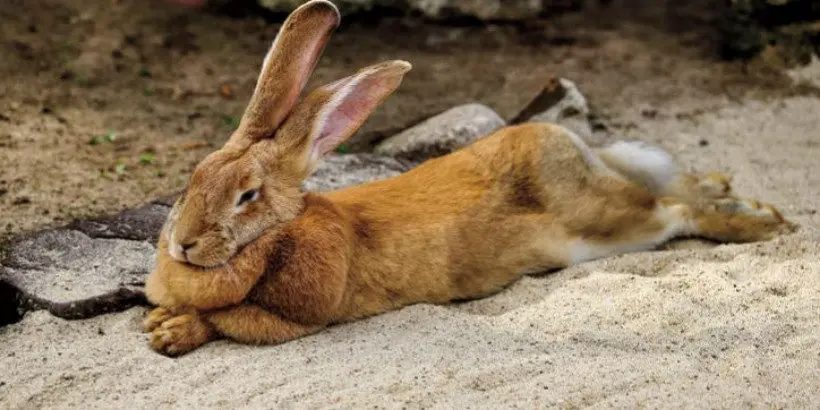 mi conejo se tumba de lado