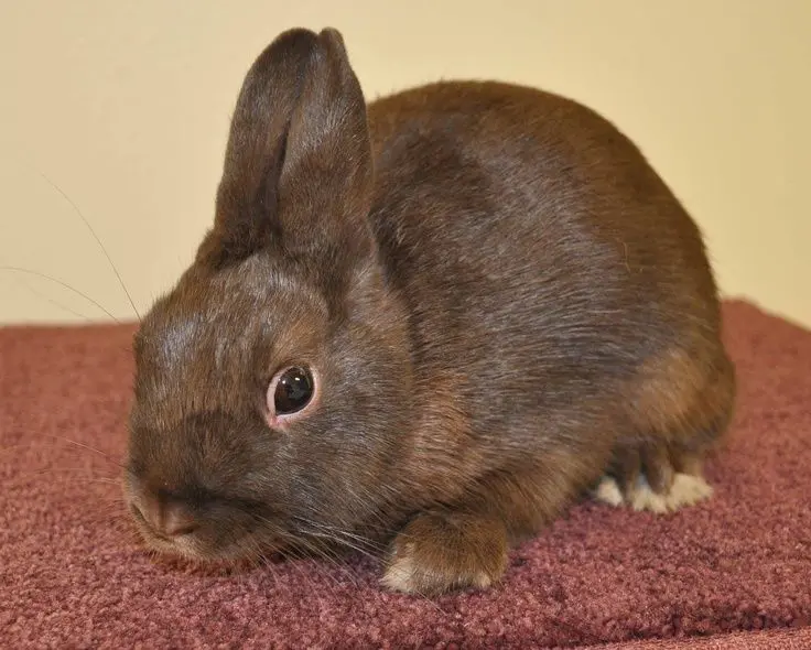 un conejo polaco marrón