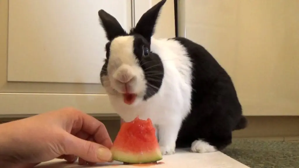 Conejos pueden comer sandía