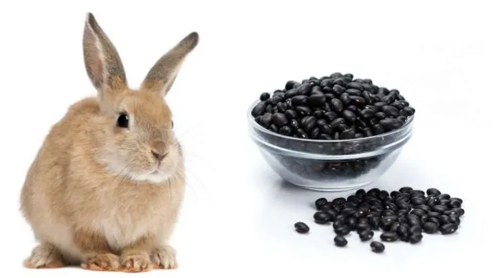 Los conejos pueden comer frijoles