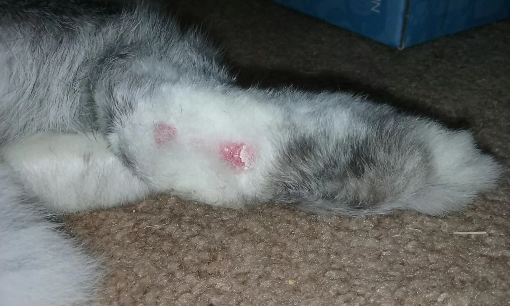 Pododermatitis en conejos