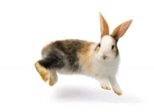 mi conejo salta como loco