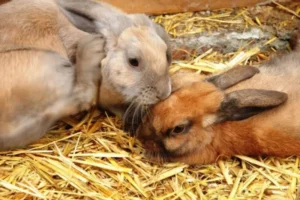 cómo se reproducen los conejos