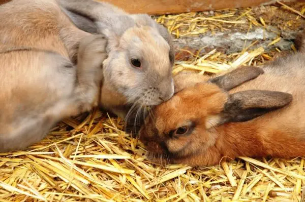 cómo se reproducen los conejos