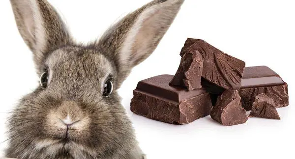 los conejos pueden comer chocolate