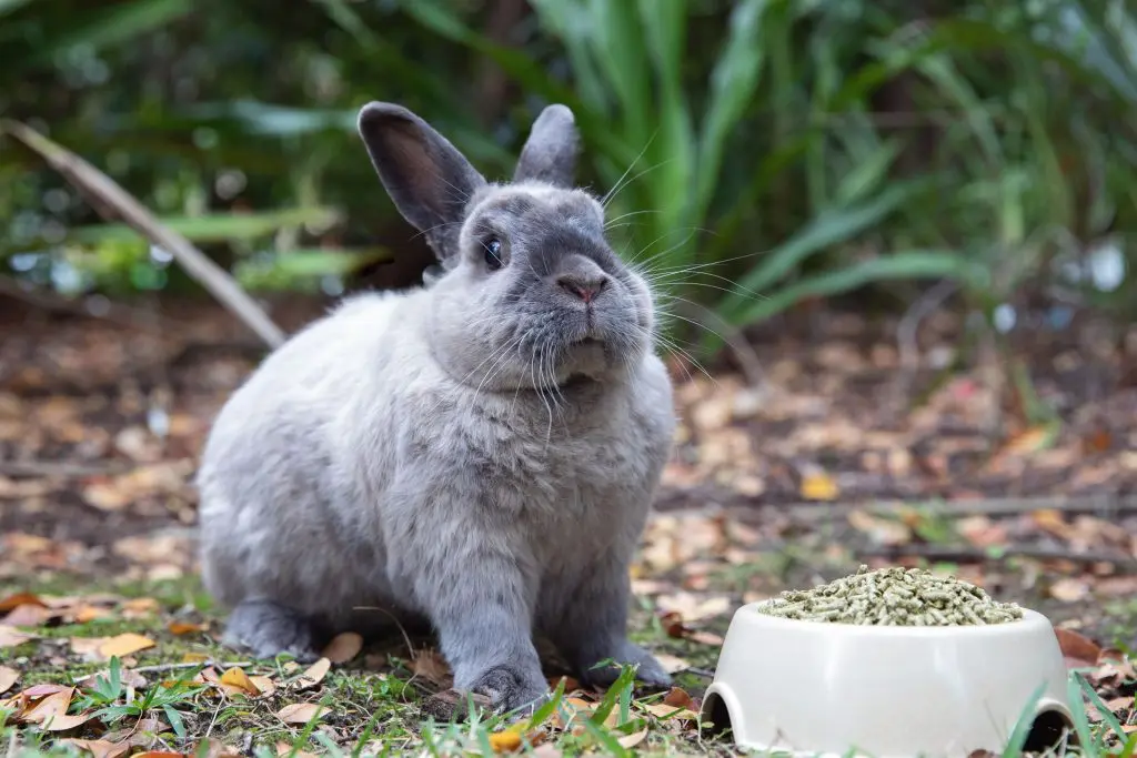 mi conejo no come