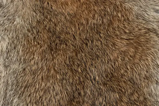 piel de conejo