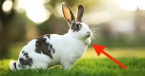 tumores en los conejos