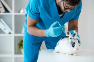 vacunas para conejos