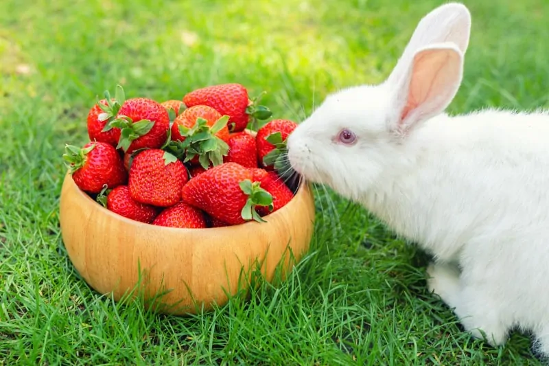 Los conejos pueden comer fresas