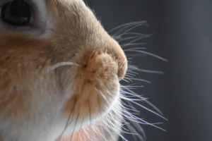 bigotes de los conejos