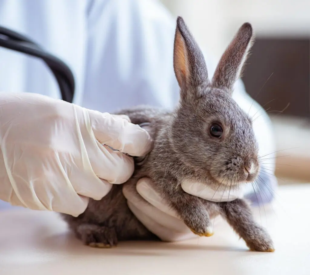 castración en conejos
