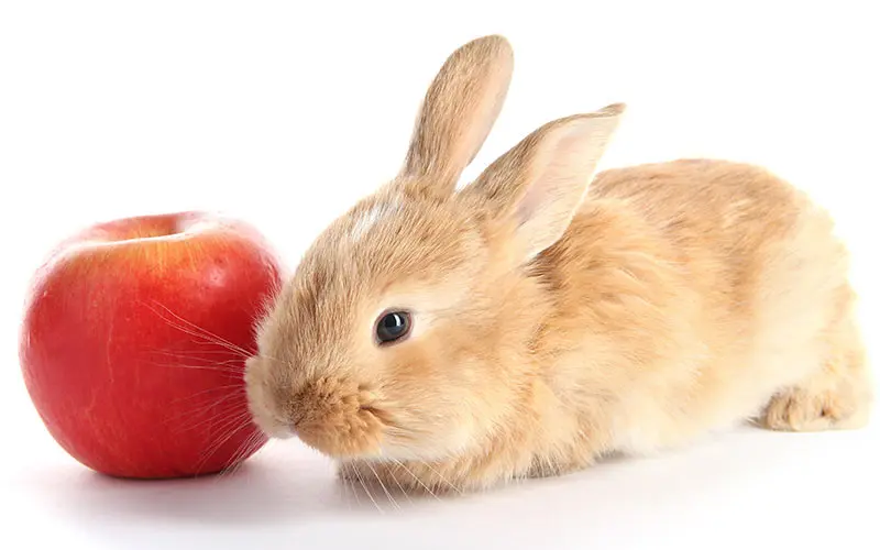 conejos pueden comer manzana