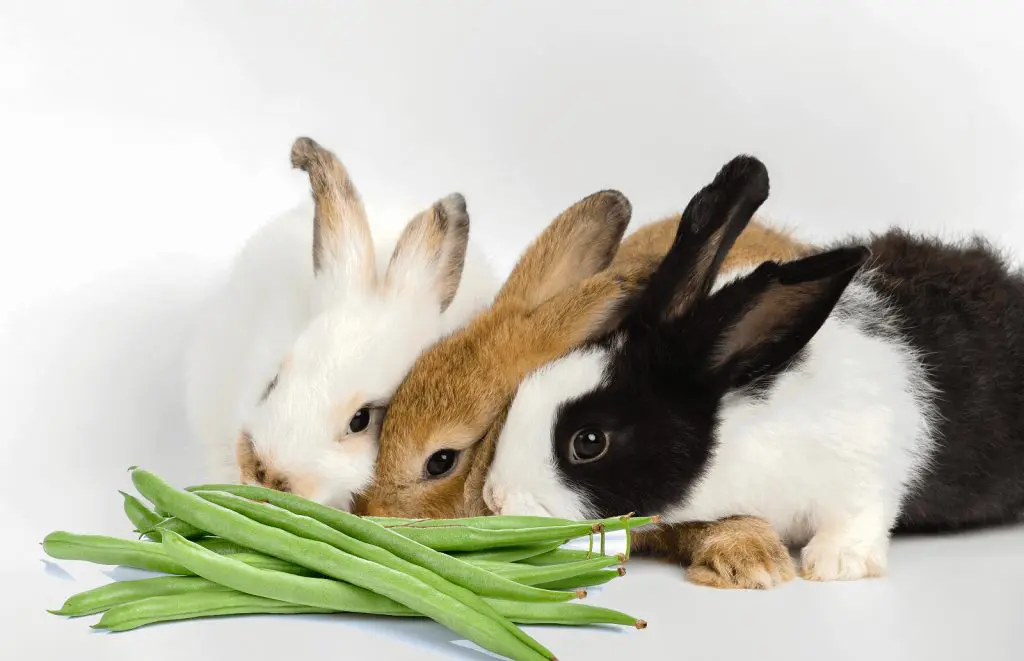 los conejos pueden comer ejotes