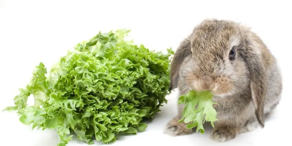 los conejos pueden comer lechuga