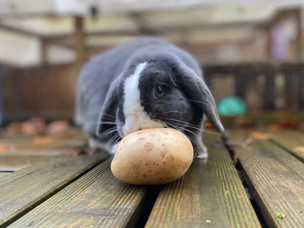 los conejos pueden comer patatas