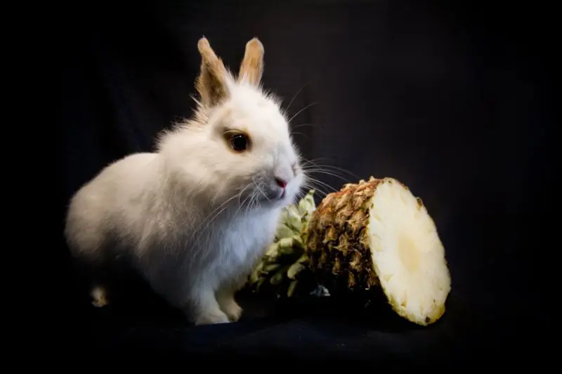 los conejos pueden comer piña