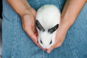 mi conejo rechina los dientes cuando lo acaricio